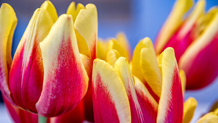 tulipan kolorowy, czerwono pomarańczowy cięty. © Franciszek