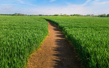 Fototapeta na wymiar Public footpath through English countryside with field of wheat in summer, Beverley, UK.