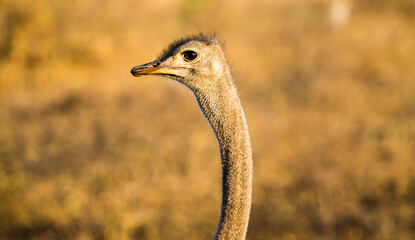 Wild Ostrich neck in africa