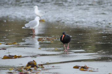Variable oystercatcher Haematopus unicolor. Oban. Stewart Island. New Zealand.