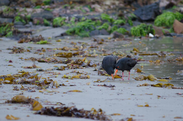 Variable oystercatchers Haematopus unicolor. Adult teaching young to feed. Oban. Stewart Island. New Zealand.