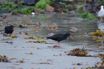 Variable oystercatchers Haematopus unicolor. Oban. Stewart Island. New Zealand.