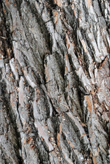 Close Up of Rough Textured Bark on Tree Trunk