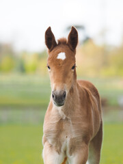 Rare Breed Foal Headshot