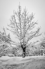 Bare tree branches, covered by the snow in wintertime. Black and white photo.