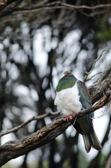 New Zealand pigeon Hemiphaga novaeseelandiae. Stewart Island. New Zealand.