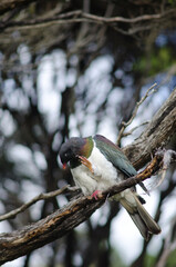 New Zealand pigeon Hemiphaga novaeseelandiae scratching. Stewart Island. New Zealand.