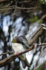 New Zealand pigeon Hemiphaga novaeseelandiae preening. Stewart Island. New Zealand.