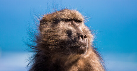 Baboon at Cape of Good hope