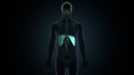 Diaphragm Human Respiratory System Anatomy. 3D Illustration

