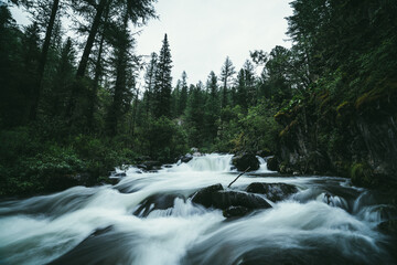 Atmospheric forest landscape with rapids on powerful mountain river between rocks with mosses, trees and wild vegetations. Big mossy boulders in blurred power turbulent water stream in mountain river.
