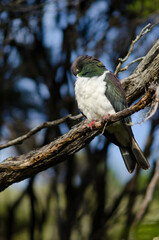 New Zealand pigeon Hemiphaga novaeseelandiae preening. Stewart Island. New Zealand.