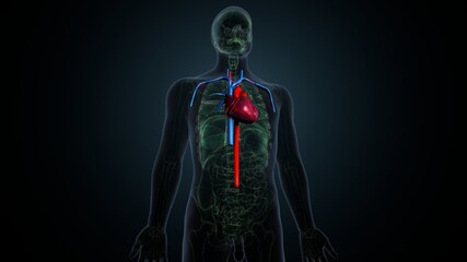 3d illustration of human body heart with arteries and veins 