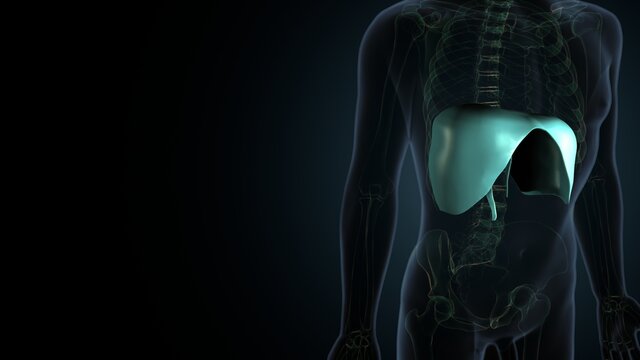 Diaphragm Human Respiratory System Anatomy. 3D Illustration
