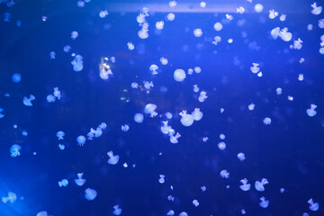 Jellyfish in blue water in an aquarium at House of the Sea in Vienna, Austria.