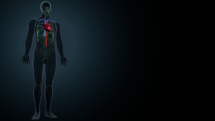 3d illustration of human body organs heart anatomy
