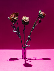 Three dried flower on a vase on a pink background