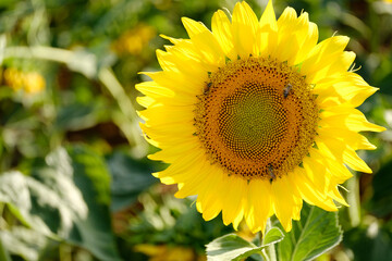 sunflower and bee in the field