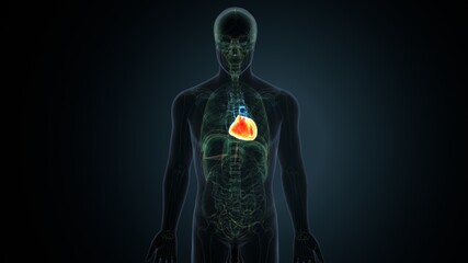 3d illustration of human body organs heart anatomy
