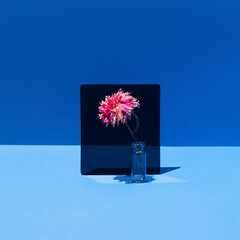 Old dried aster on black square over blue background and lines