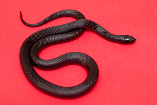 The Mexican Black Kingsnake (Lampropeltis Getula Nigrita) Is Part Of The Larger Colubrid Family Of Snakes, And A Subspecies Of The Common Kingsnake.