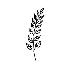 Minimalist flower line art herb. Hand drawn Icon with branch and leaves. Boho floral for logo design. Perfect for wedding invitations, cards, blogs. Vector illustration isolated on white