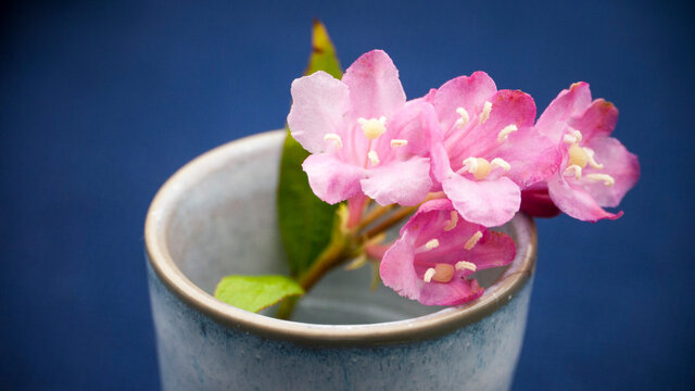 Ramillete de flores silvestres rosas con hojas verdes en cubilete de cer&aacute;mica azul y blanco