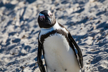 Little penguins in South Africa