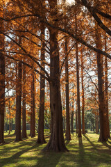 Obraz premium 秋の風景 メタセコイヤ 紅葉 美しい 幻想的 綺麗 夕暮れ オレンジ