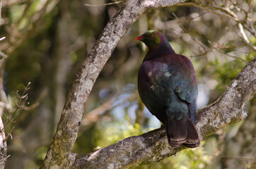 New Zealand pigeon Hemiphaga novaeseelandiae. Stewart Island. New Zealand.