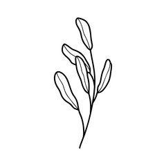 Minimalist flower line art herb. Hand drawn Icon with branch and leaves. Boho floral for logo design. Perfect for wedding invitations, cards, blogs. Vector illustration isolated on white
