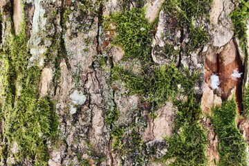 tre bark with green moss and wooden structure