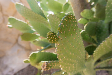 Beautiful big green cactus at the exotic garden