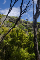 Podocarp rainforest in Stewart Island. New Zealand.