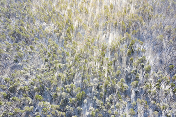 Aerial view of winter forest. Winter landscape from above.