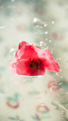 Flor rosa sobre mesa de cristal con gotas de agua