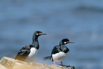 The Rock shag or Magellanic cormorant (Phalacrocorax magellanicus)