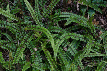 Star ferns Cranfillia fluviatilis. Stewart Island. New Zealand.