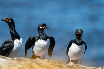 The Rock shag or Magellanic cormorant (Phalacrocorax magellanicus)