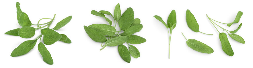 Naklejka na ściany i meble Sage herb leaves isolated on white background with clipping path and full depth of field. Top view. Flat lay. Set or collection