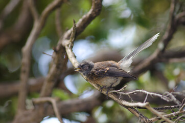 Fototapeta premium New Zealand fantail Rhipidura fuliginosa calling. Stewart Island. New Zealand.