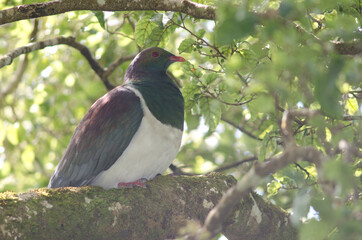 New Zealand pigeon Hemiphaga novaeseelandiae. Stewart Island. New Zealand.