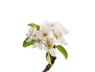 Blüte der Birne freigestellt auf weiß