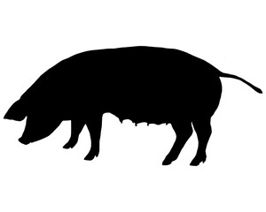 Schwarze Silhouette eines Bentheimer Landschweins auf weiss