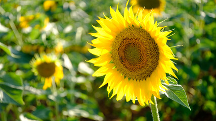 field of sunflowers in summer