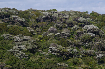 Fototapeta na wymiar Podocarp rainforest in Stewart Island. New Zealand.