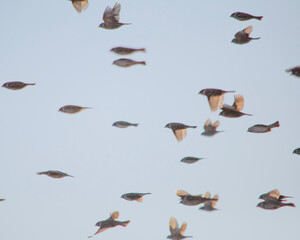 Obraz premium flock of birds