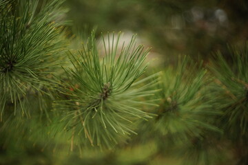 Lush pine tree branch closeup in the garden