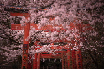 京都府 竹中稲荷神社 桜