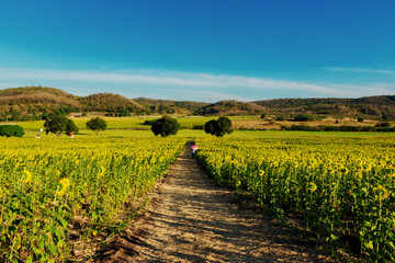 Obraz premium Landscape nature of flower fields and mountains. beautiful field sunflower bright blue sky on hill